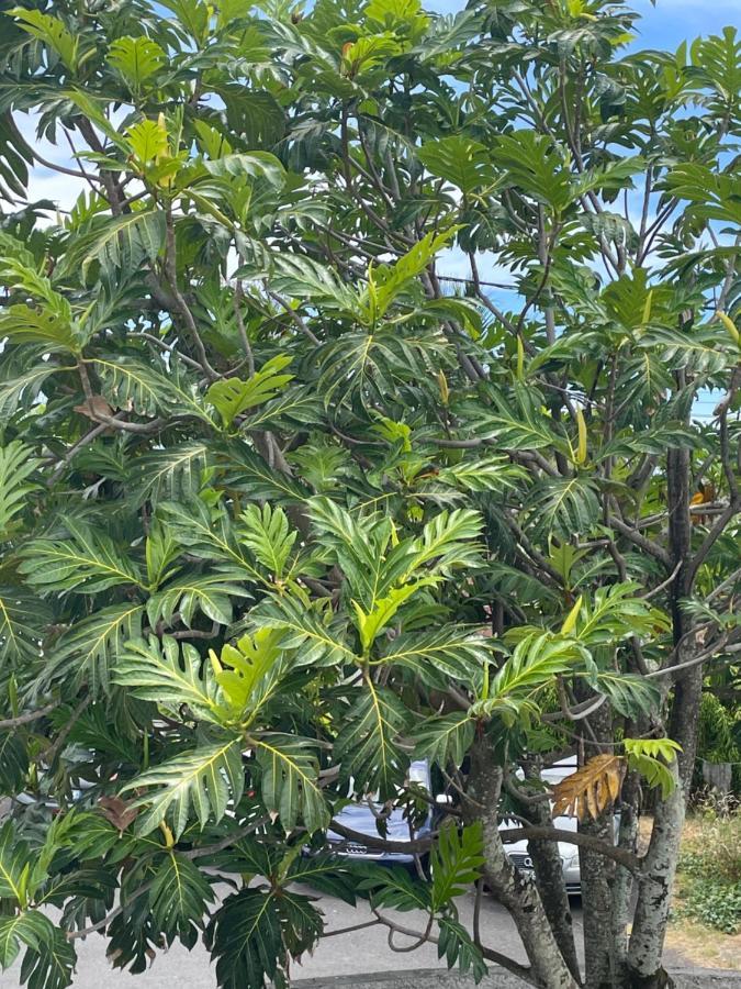 Arbre A Pain Hotel Bras-Panon Luaran gambar